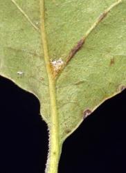 Image: K.A. Ford © Landcare Research 2015 